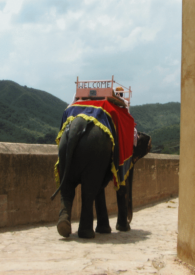 Welcome un &eacute;lephant en Inde